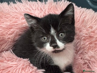 Scottish Fold cats - Advert 27