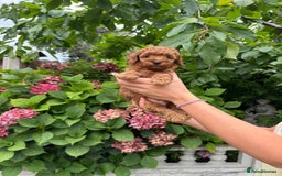 Toy Poodle dogs for sale: One of a kind deep red toy poodle boy - Image 1