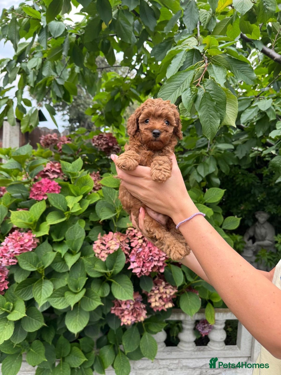 Toy Poodle dogs for sale: One of a kind deep red toy poodle boy - Image 1
