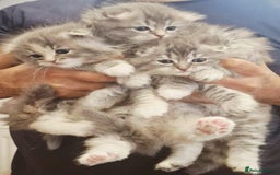 Scottish Fold cats for sale: Stunningly beautiful Scottish Fold x Ragdoll  - Image 6