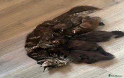 Maine Coon cats for sale: 🐾🐈‍⬛10 week old Maine coon kittens🐈‍⬛🐾 - Image 12