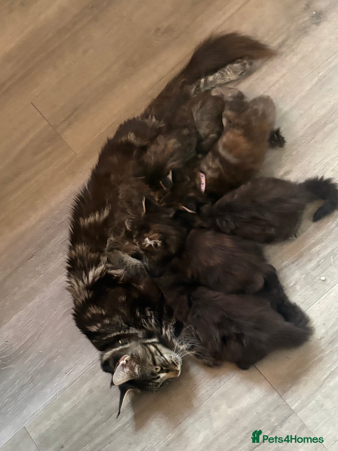 Maine Coon cats for sale: 🐾🐈‍⬛10 week old Maine coon kittens🐈‍⬛🐾 - Image 12