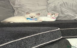 British Shorthair cats for sale: Beautiful BSH 2 male 1 female  - Image 24