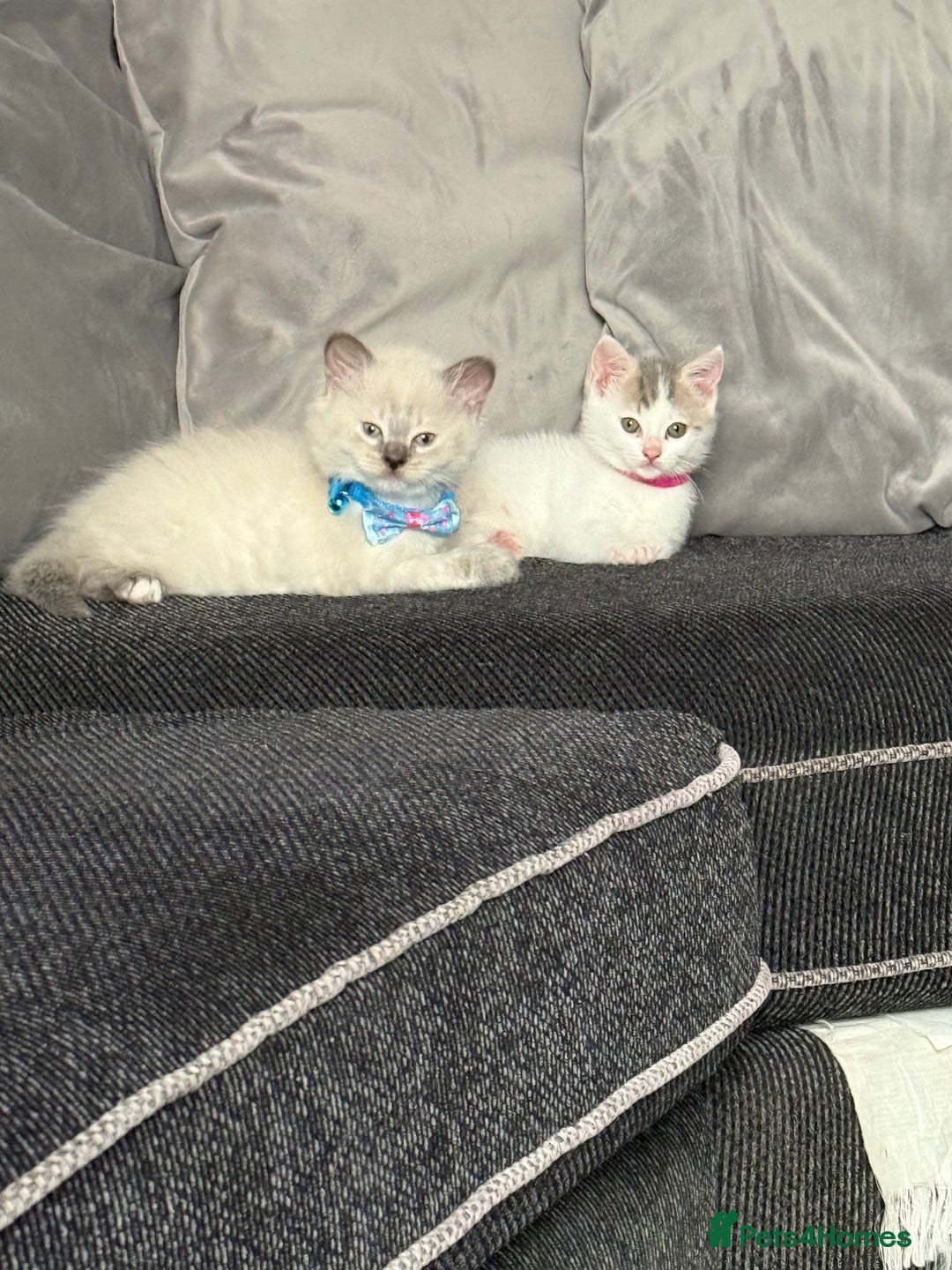 British Shorthair cats for sale: Beautiful BSH 2 male 1 female  - Image 24