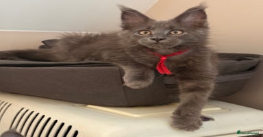 Maine Coon cats - Advert 3