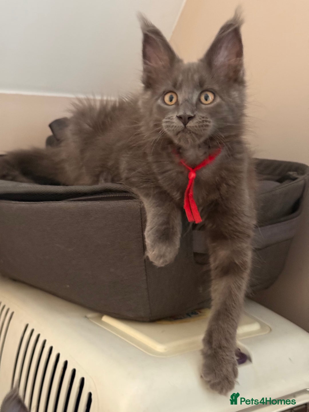 Maine Coon cats for sale: Luxury Polydactyl Maine Coon kittens  - Image 2