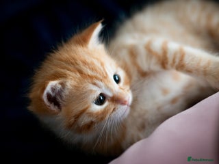 RagaMuffin cats Ragamuffin & Siamese tabby mixed kittens - Advert 4