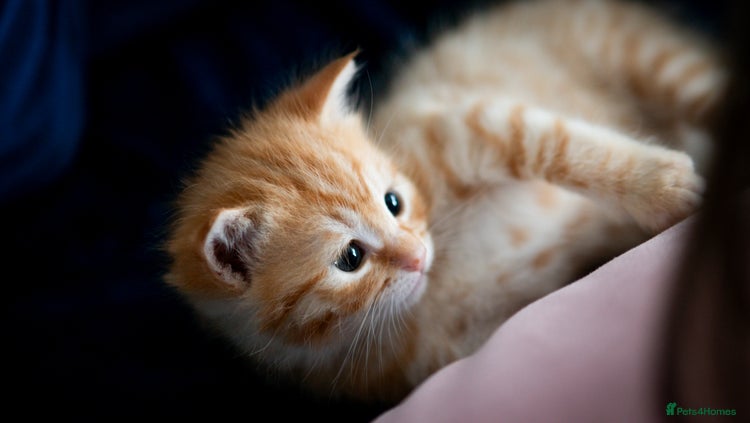 RagaMuffin cats Ragamuffin & Siamese tabby mixed kittens - Advert 1