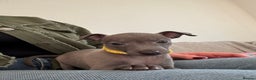 Italian Greyhound dogs for sale: KC registered blue Italian greyhounds for sale - Advert 15