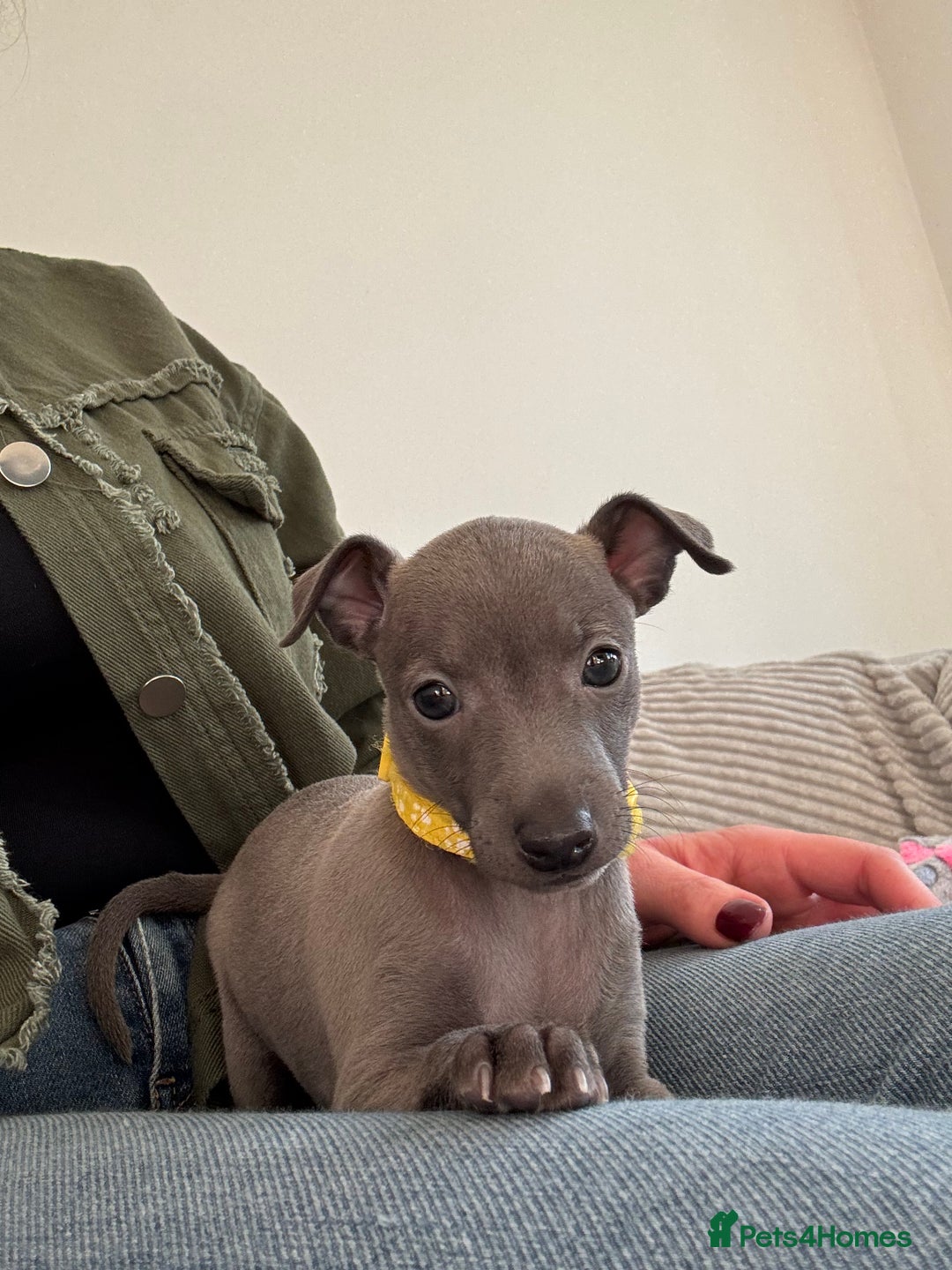 Italian Greyhound dogs for sale: KC registered blue Italian greyhounds for sale - Advert 15