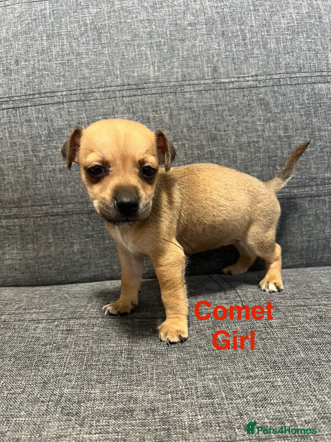 Jack Russell dogs for sale: Jack russel puppies for sale  - Advert 3