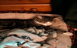 Mixed Breed cats for sale: 3 males need urgent forever homes  - Image 6