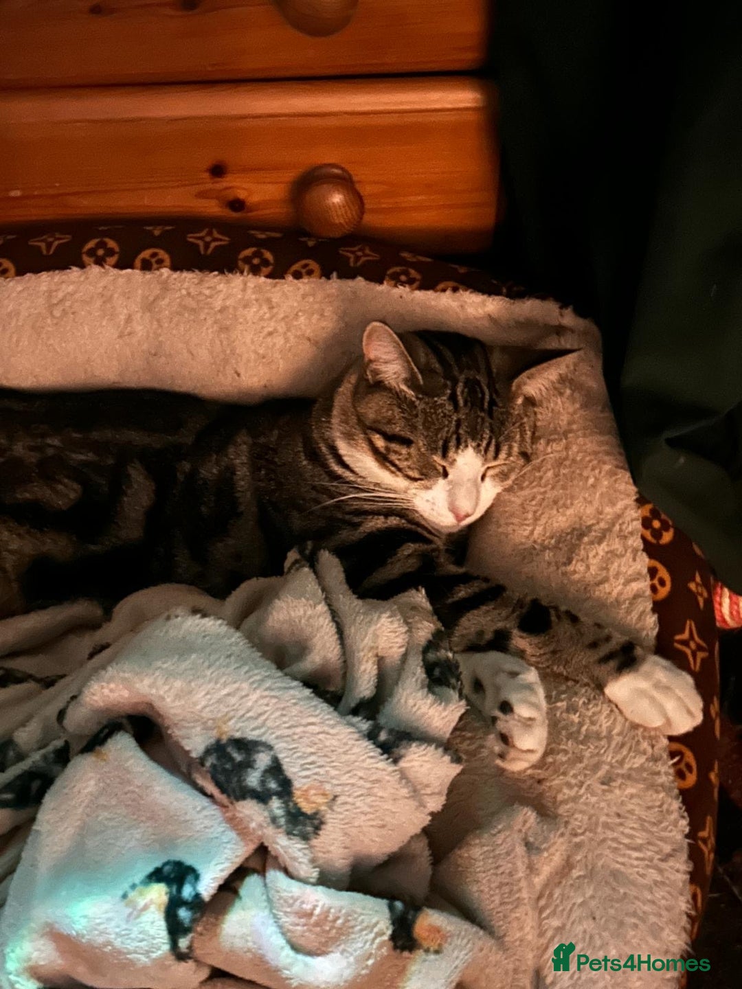 Mixed Breed cats for sale: 3 males need urgent forever homes  - Image 6