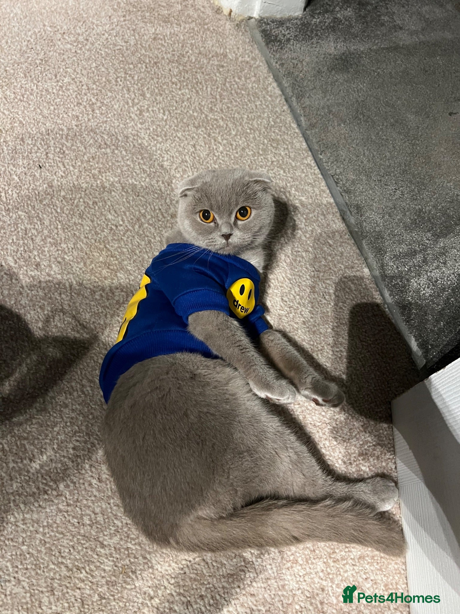 British Shorthair cats BEAUTIFUL Scottish Fold British Shorthair kitten - Advert 2