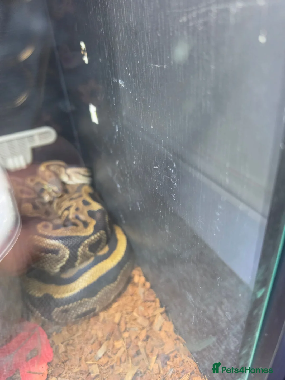 Python Snake reptiles for sale: Royal contrictor female python  in Fareham - Advert 2
