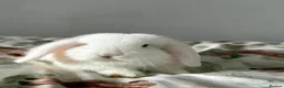 Mini Lop rabbits for sale: Male rabbit  - Advert 1