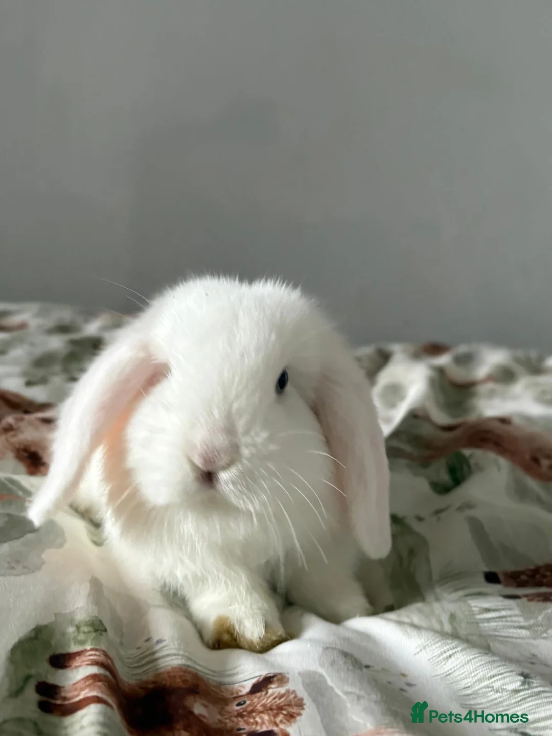 Mini Lop rabbits for sale: Male rabbit  - Advert 1