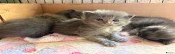 Ragcoon cats for sale: Stunning coloured Ragcoon litter  - Advert 16