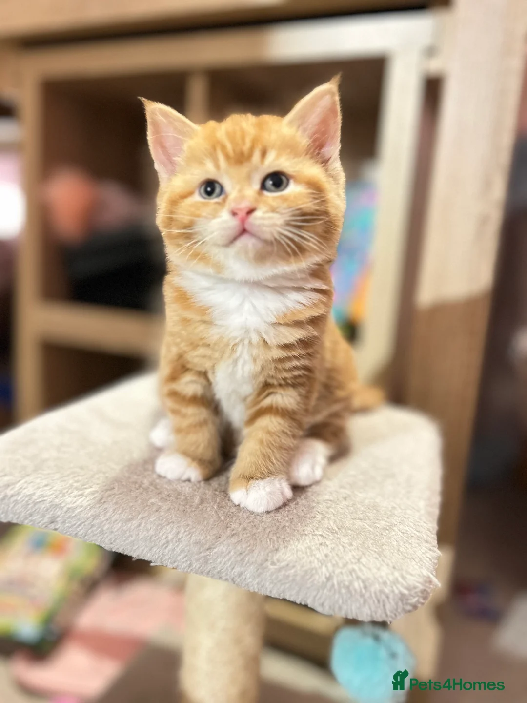 British Shorthair cats for sale: British Shorthair Kittens - Available Now  - Advert 14