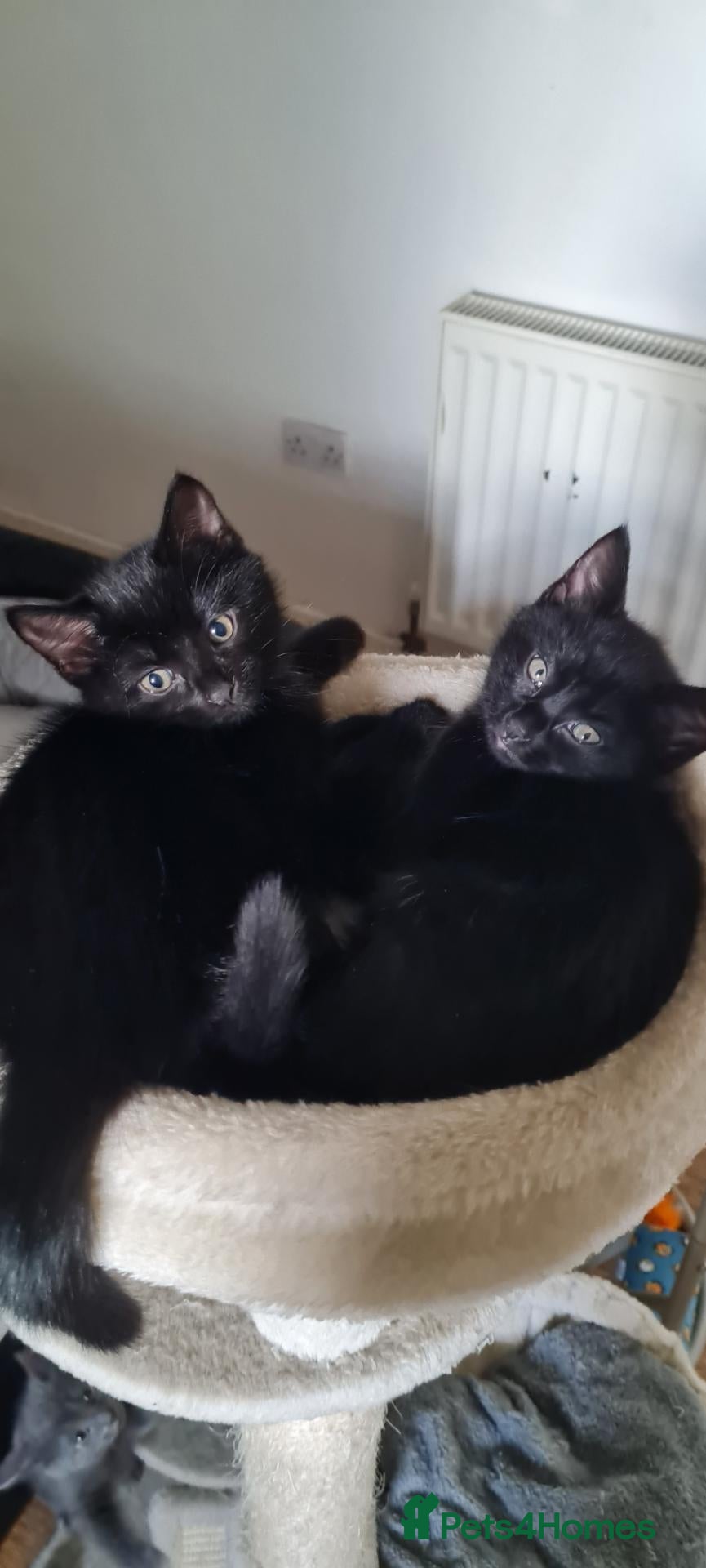 Mixed Breed cats for sale:  2 cute black girls  looking for a forever home - Advert 2