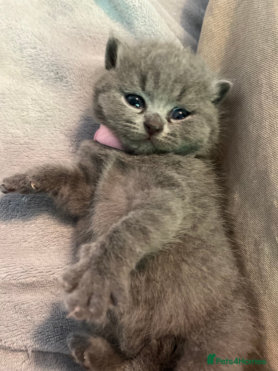 British Shorthair cats for sale: Gentle loving family pets - British Blues  - Image 12