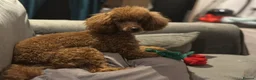Toy Poodle dogs for sale: Toy poodle x Asian Toy poodle puppies - Advert 8