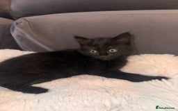 Mixed Breed cats for sale: Beautiful female kitten  - Image 4