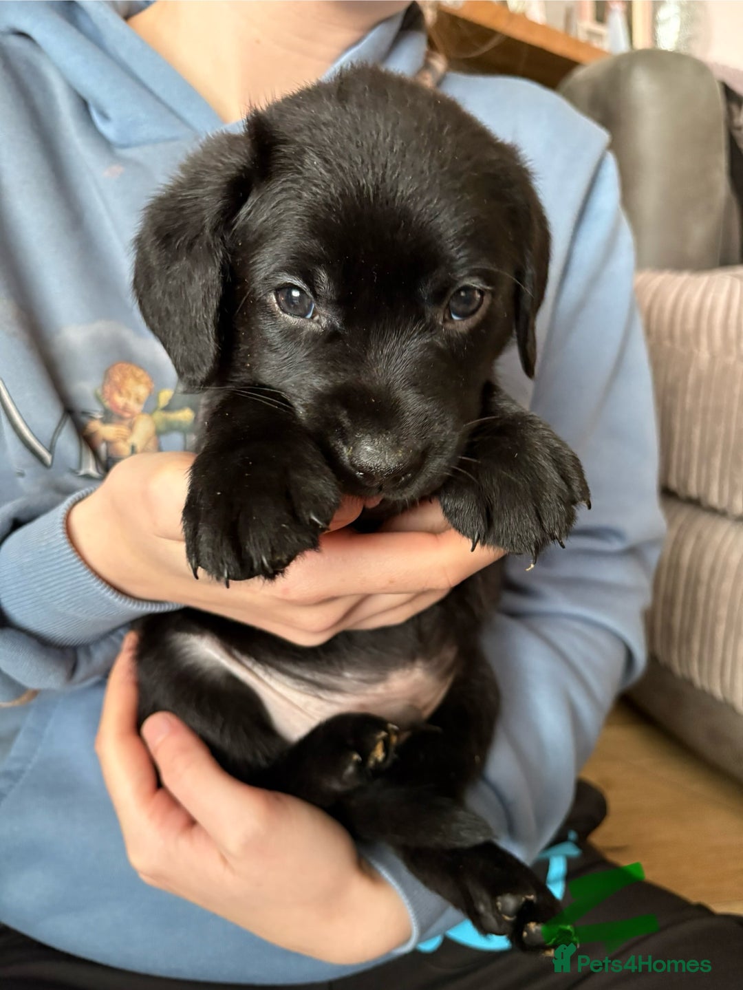 Labrador Retriever dogs for sale: Gorgeous chunky black lab pups🖤 - Advert 37