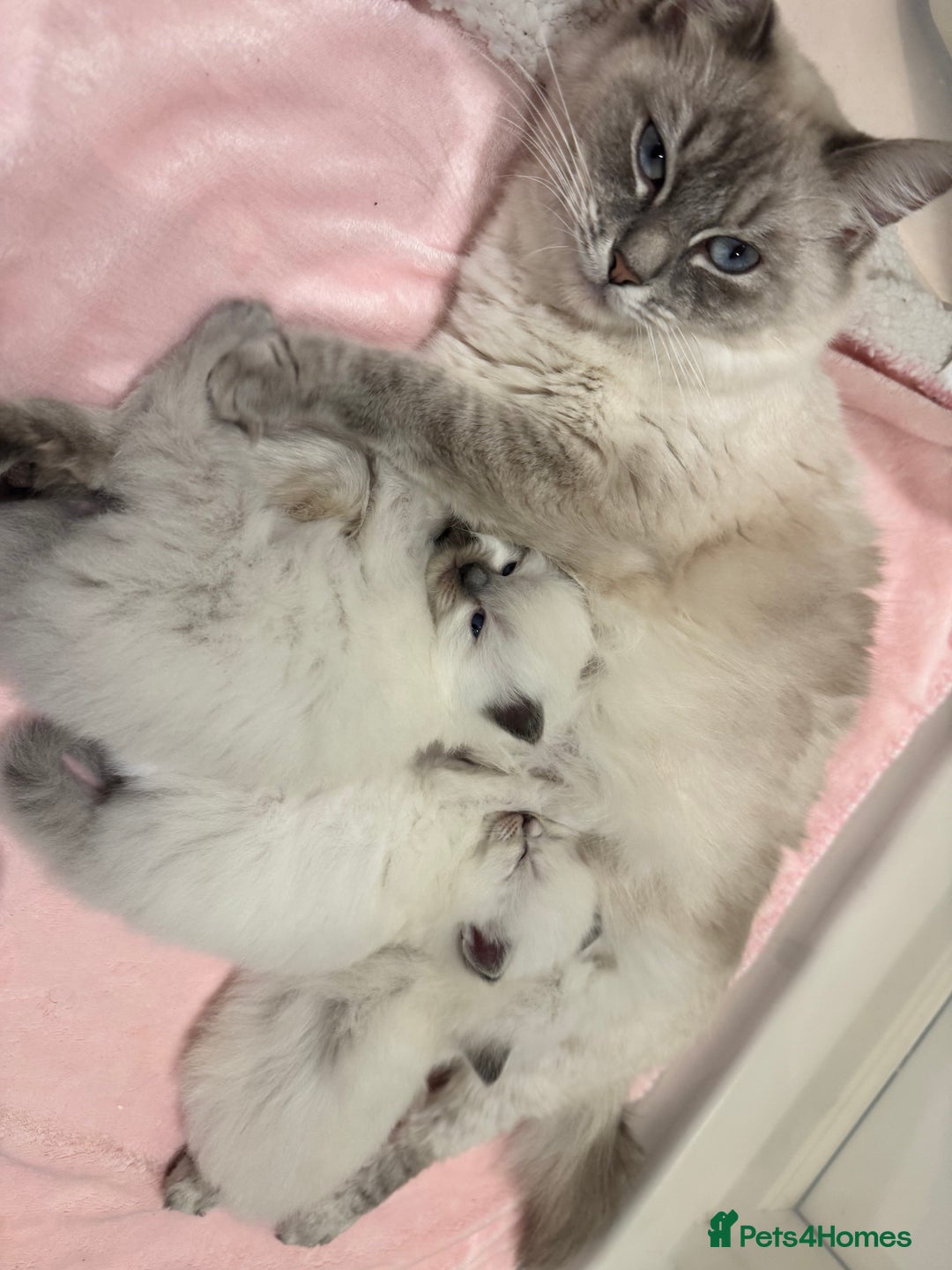 Ragdoll cats for sale: Exceptional Pure Blue Point Ragdoll kitten  - Advert 7