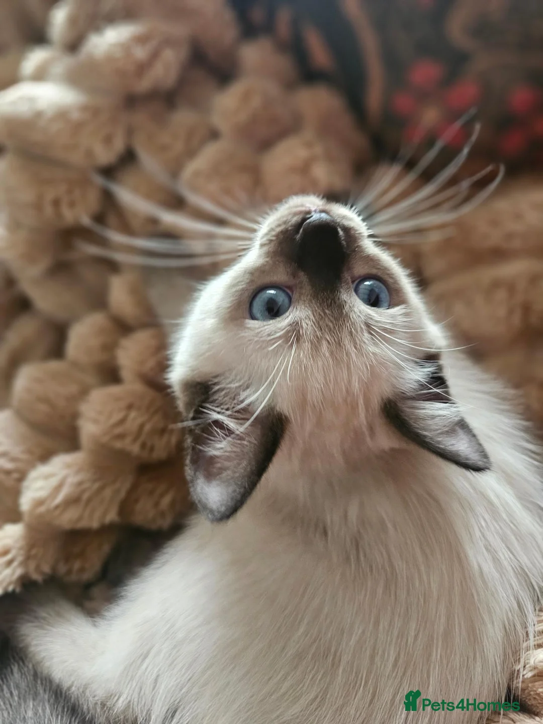 Siamese cats for sale: Beautiful Ragamese girl - Advert 1