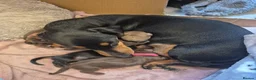 Miniature Dachshund dogs for sale: Introducing Daphne and her 5 beautiful pups. in Helensburgh - Advert 1