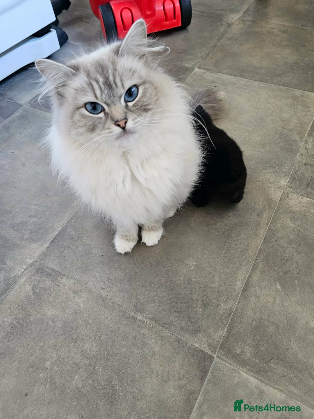 Ragdoll cats for sale: Ragdoll cross kittens - Advert 1