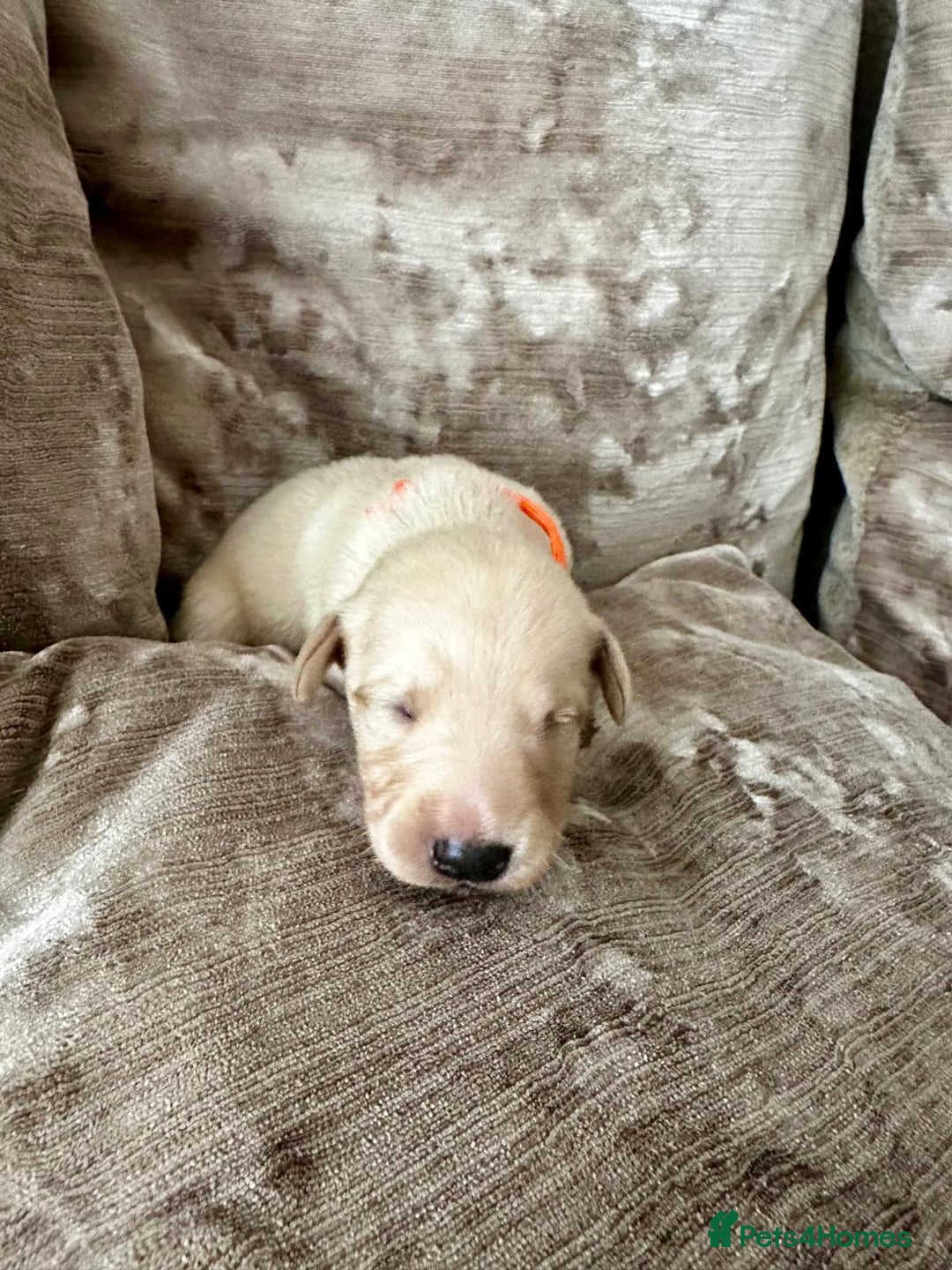Mixed Breed dogs for sale: Beautiful litter of golden labradoodles - Image 20