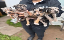 Mixed Breed dogs for sale: BorderBullies - Image 4