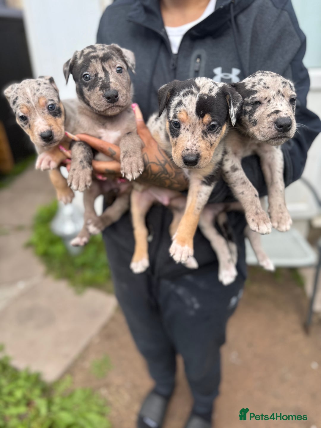 Mixed Breed dogs for sale: BorderBullies - Image 4
