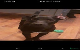 Patterjack dogs for sale: 2 black patterjack puppies left! - Image 7