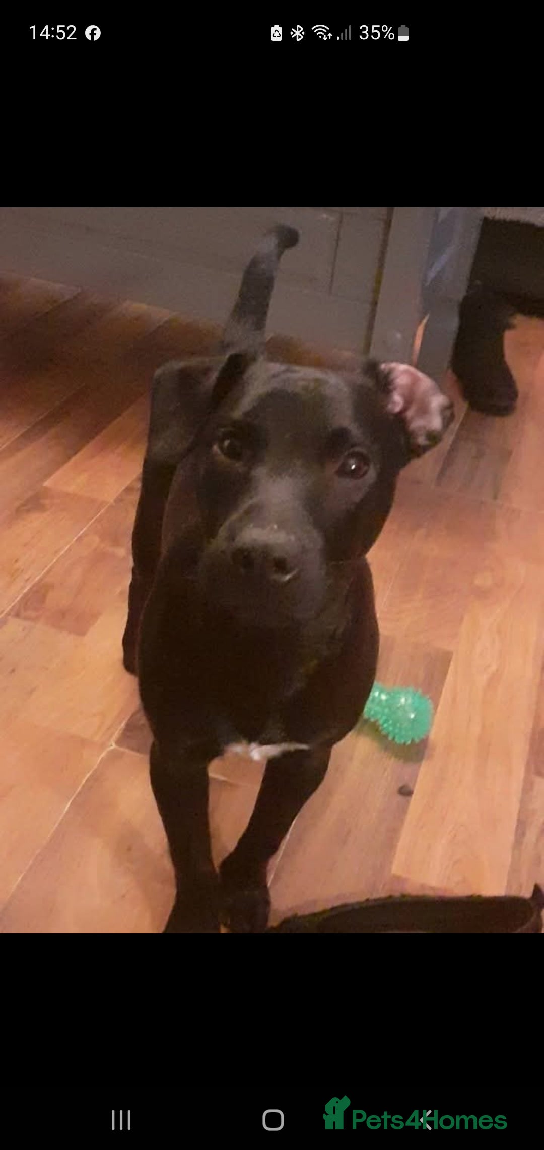 Patterjack dogs for sale: 2 black patterjack puppies left! - Image 7