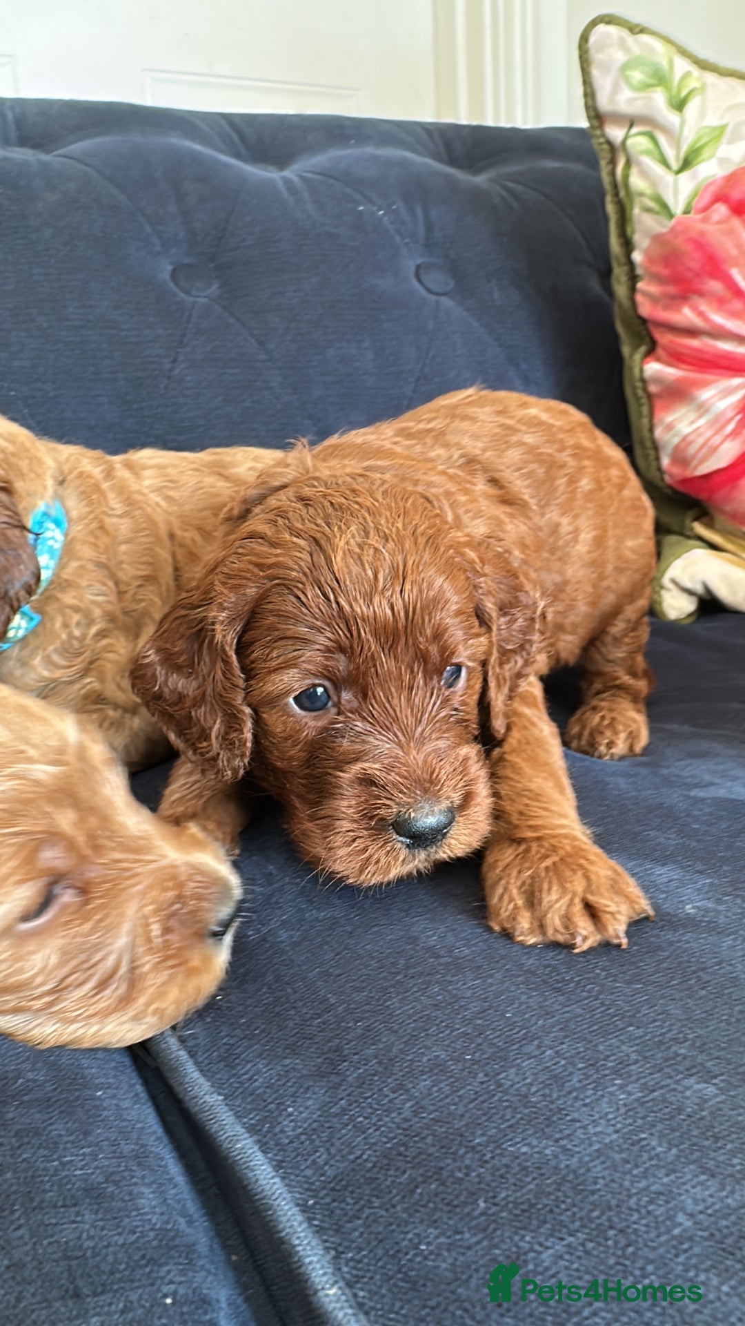 Irish Doodle dogs for sale: Gorgeous Miniature F1 Irish Doodles - Image 23
