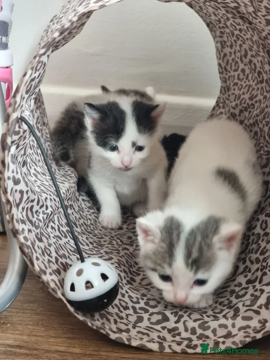 Domestic Shorthair cats for sale: Kittens for sale - Advert 21