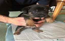 Mixed Breed dogs for sale: Puppies Jack Russel mixed breed - Image 4