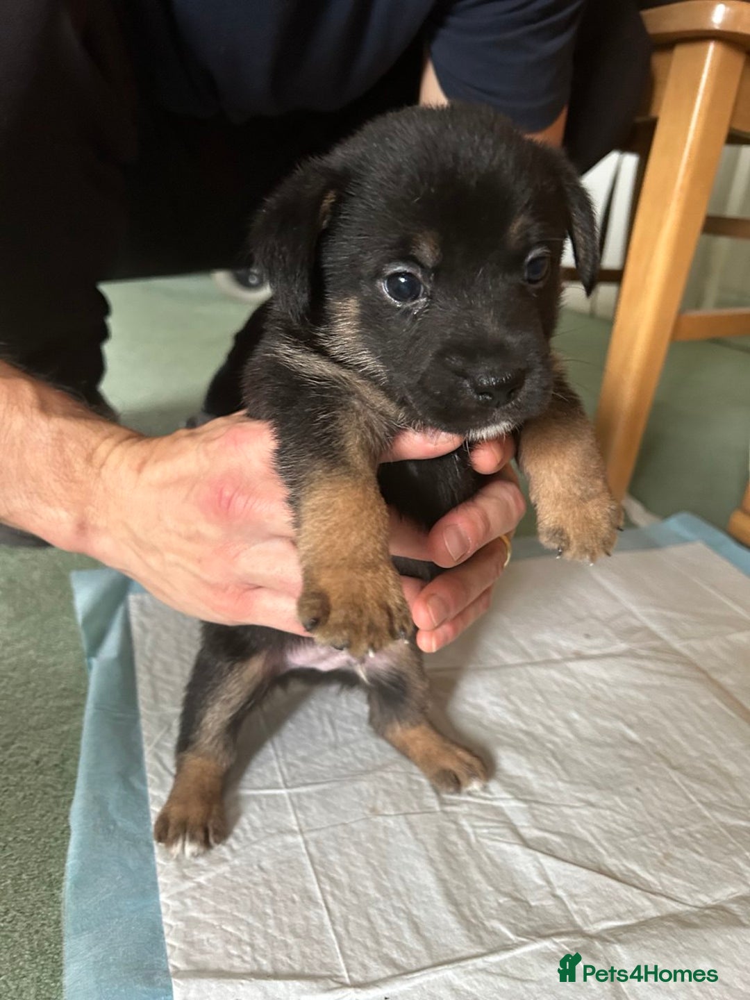 Mixed Breed dogs for sale: Puppies Jack Russel mixed breed - Image 4