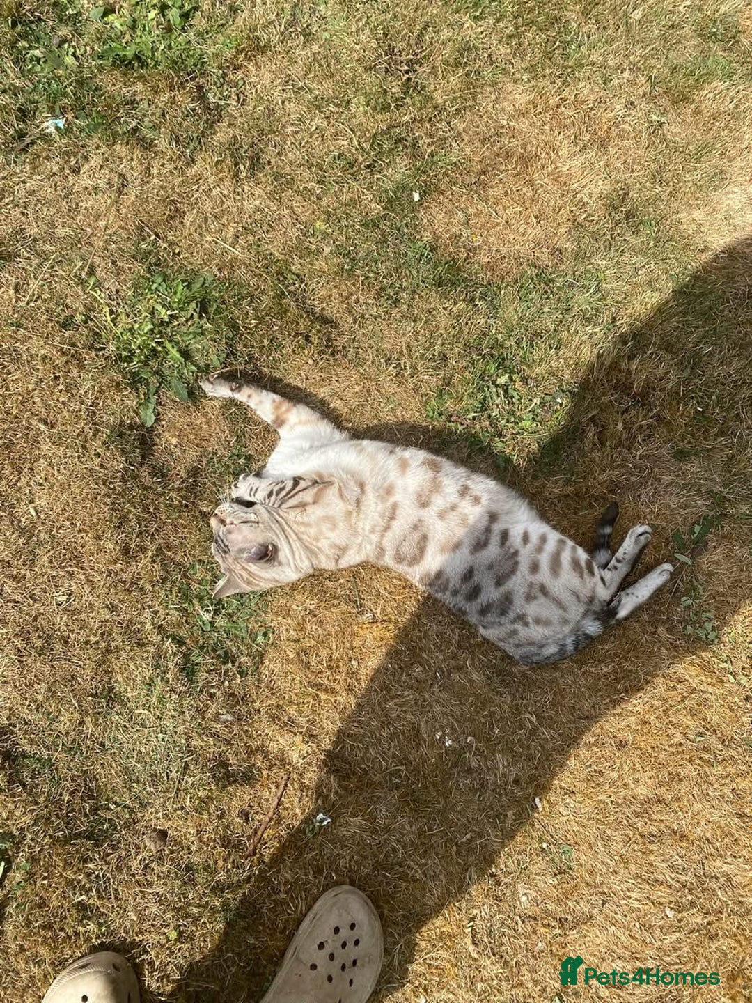 Bengal cats for sale: Bengal cat for loving home - Advert 4