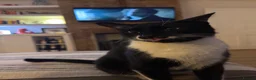 Mixed Breed cats for sale: Gorgeous Tuxedo Male  - Advert 2