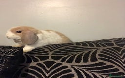 Mini Lop rabbits for sale: Beautiful Mini Lop Rabbits  - Image 5