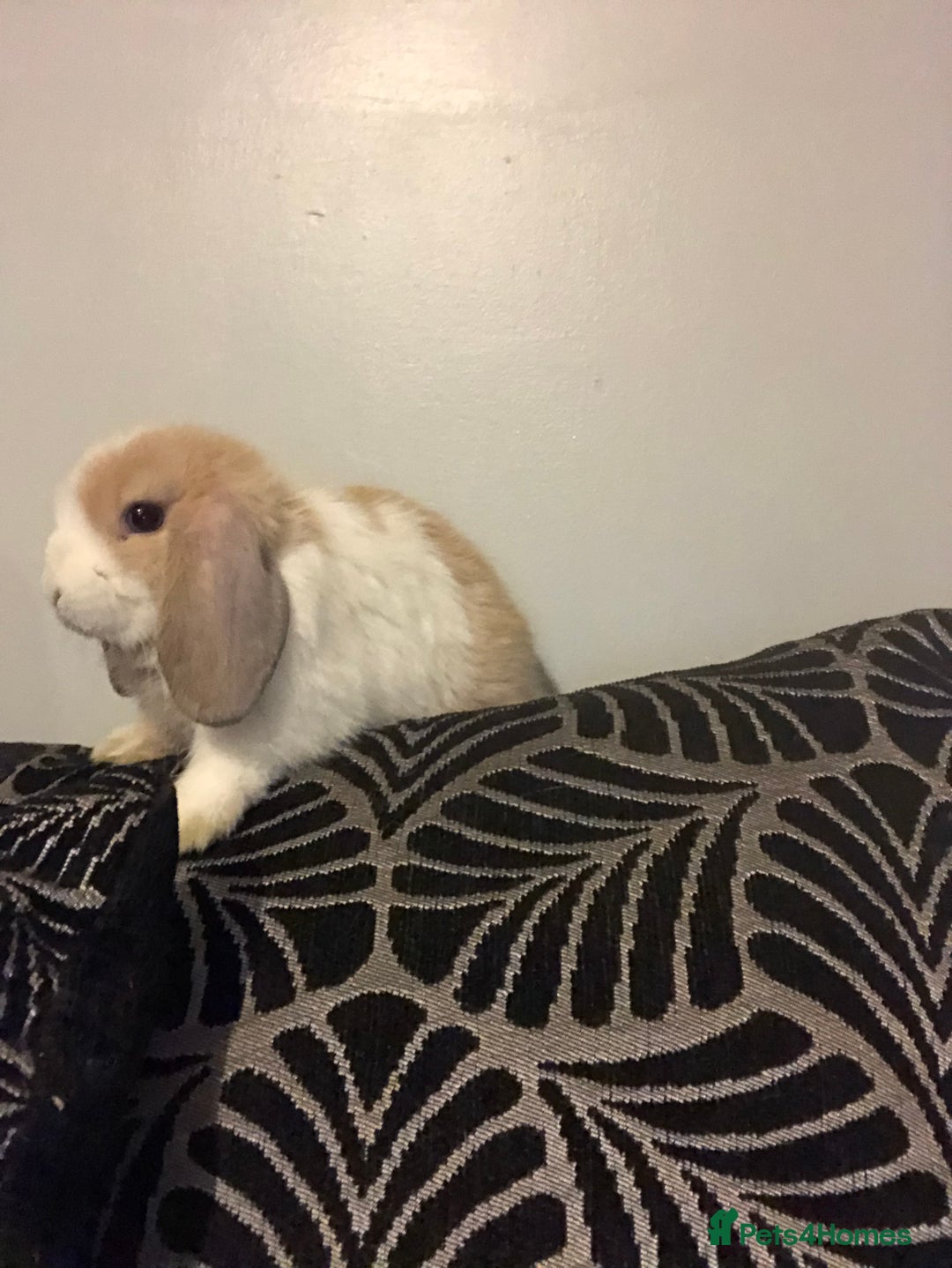 Mini Lop rabbits for sale: Beautiful Mini Lop Rabbits  - Image 5