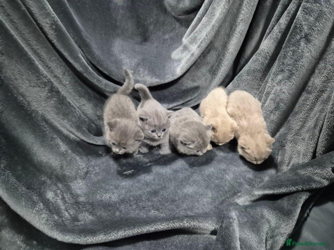 British Shorthair cats for sale: Perfect bsh kittens, very chunky and fluffy!!!! - Advert 3