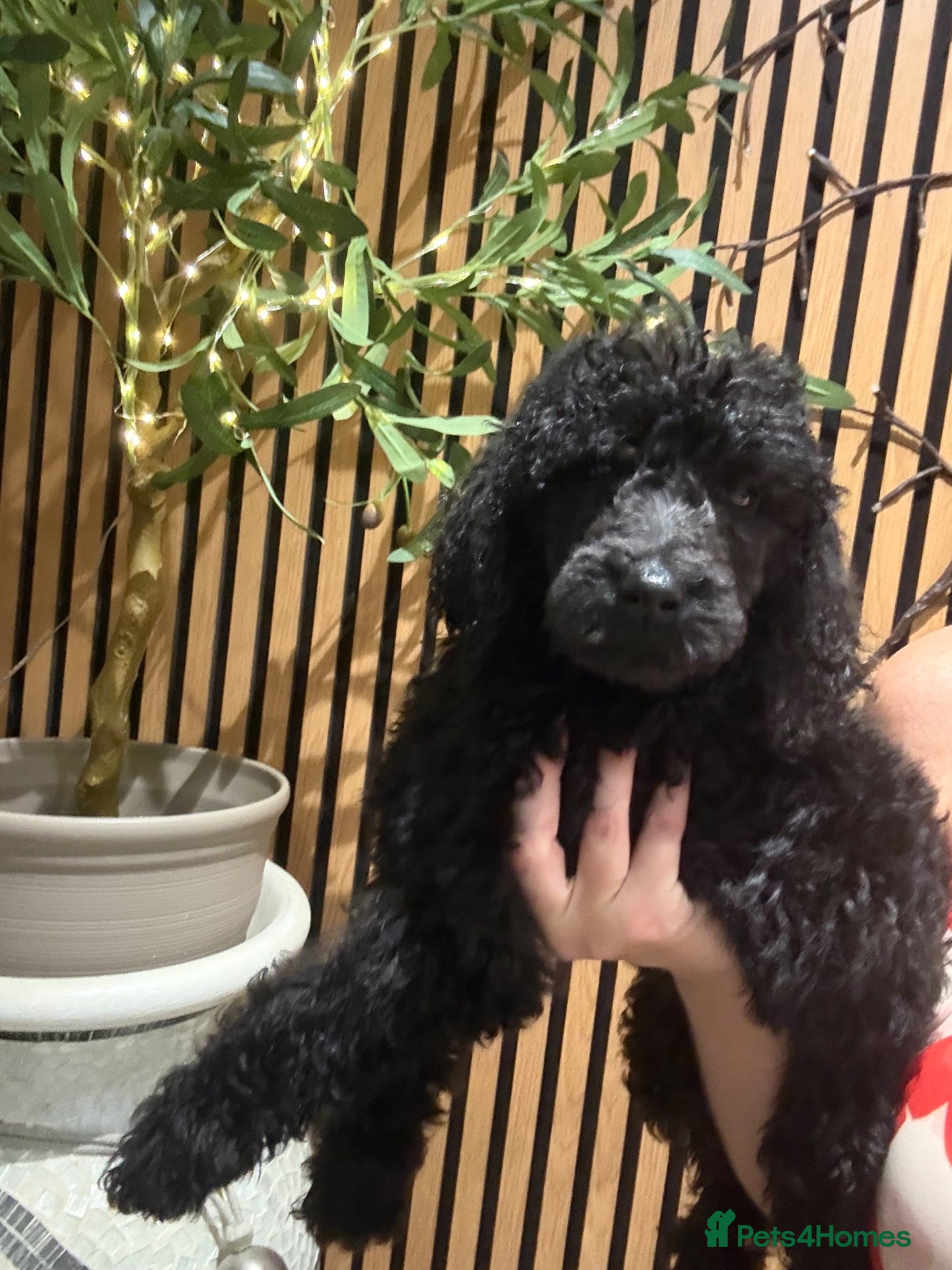Poodle dogs Standard  poodles ready to leave now Adorable  - Advert 2