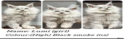 Maine Coon cats for sale: TICA registered Maine coon kittens  - Advert 5
