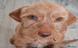 Hungarian Vizsla dogs for sale: 1 dog and 1 bitch available from 21st of August.  - Image 2