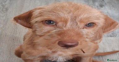 Hungarian Vizsla dogs - Advert 16